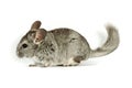 Chinchilla