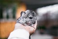 Chinchilla Baby Kids sitting on your hands
