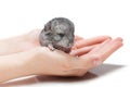 Chinchilla baby sitting on hands