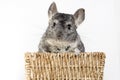 Chinchilla in a basket