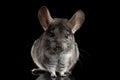 Chinchilla on Black background Royalty Free Stock Photo