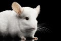 Chinchilla on Black background Royalty Free Stock Photo