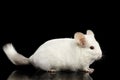 Chinchilla on Black background Royalty Free Stock Photo