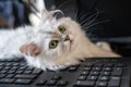 Chinchilla cat lying over computer keyboard Royalty Free Stock Photo