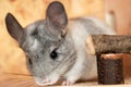 Chinchilla Chinchillidae Royalty Free Stock Photo