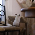 Chinchilla exploring a cat tree