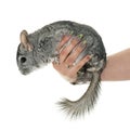 Chinchilla in hand