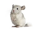 Chinchilla on hind legs, isolated Royalty Free Stock Photo