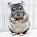 Chinchilla in his cage