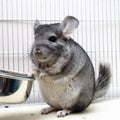 Chinchilla in his cage