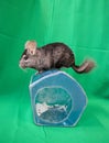 Chinchilla on the house at the chromakey