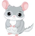 Chinchilla Royalty Free Stock Photo