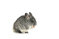 Chinchilla lanigera isolate on white background. Young gray Chinchilla lanigera eating food Royalty Free Stock Photo