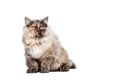 Chinchilla Persian cat