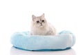 A chinchilla persian cat relaxing in a cat bed