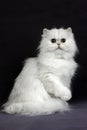 Chinchilla Persian Domestic Cat, Adult against Black Background Royalty Free Stock Photo