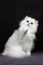 Chinchilla Persian Domestic Cat, Adult Playing against Black Background Royalty Free Stock Photo