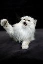 Chinchilla Persian Domestic Cat, Adult Snarling against Black Background Royalty Free Stock Photo