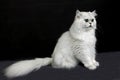 Chinchilla Persian Domestic Cat against Black Background Royalty Free Stock Photo