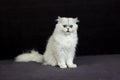 Chinchilla Persian Domestic Cat against Black Background Royalty Free Stock Photo