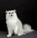 Chinchilla Persian Domestic Cat with Green Eyes, Adult sitting against Black Background Royalty Free Stock Photo
