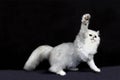 Chinchilla Persian Domestic Cat, Cat playing agaisnt Black Background