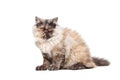 Chinchilla Persian cat