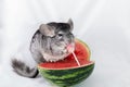 Chinchilla eating lollipop on watermelon Royalty Free Stock Photo