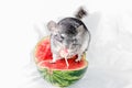 Chinchilla eating lollipop on watermelon Royalty Free Stock Photo