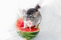 Chinchilla on watermelon Royalty Free Stock Photo