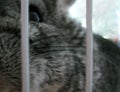 Chinchilla sittingin his cage and curiously peek Royalty Free Stock Photo