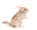 Chinchilla standing on hind legs in profile. isolated on white