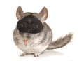 Chinchilla theif Royalty Free Stock Photo