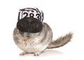 Chinchilla theif Royalty Free Stock Photo