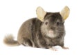 Chinchilla Royalty Free Stock Photo