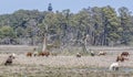 Chincoteague Ponies with the Assateague Lighthouse Royalty Free Stock Photo