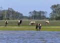 Chincoteague Ponies Grazing Along Chincoteague Bay