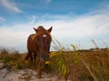 Chincoteague Pony Royalty Free Stock Photo