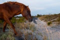 Chincoteague Pony Royalty Free Stock Photo