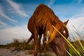 Chincoteague Pony