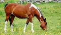 Chincoteague Pony Royalty Free Stock Photo