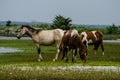 Chincoteague Pony, also known as the Assateague horse Royalty Free Stock Photo