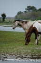 Chincoteague Pony, also known as the Assateague horse Royalty Free Stock Photo