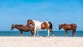 Assateague`s Wild Horses Royalty Free Stock Photo