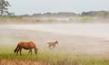 Chincoteague Pony and Foal Royalty Free Stock Photo