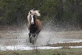 Chincoteague Stallion Riptide Running through the stream