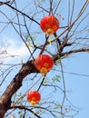 Chinease red lanterns on tree Royalty Free Stock Photo
