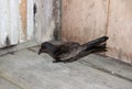 Chinees Stormvogeltje, Swinhoe\'s Storm-Petrel, Oceanodroma monorhis