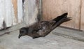 Chinees Stormvogeltje, Swinhoe\'s Storm-Petrel, Oceanodroma monorhis