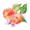 Chines fig peaches and flower with leaves watercolor illustration isolated on white. Ripe fruits painted. Flat peach Royalty Free Stock Photo